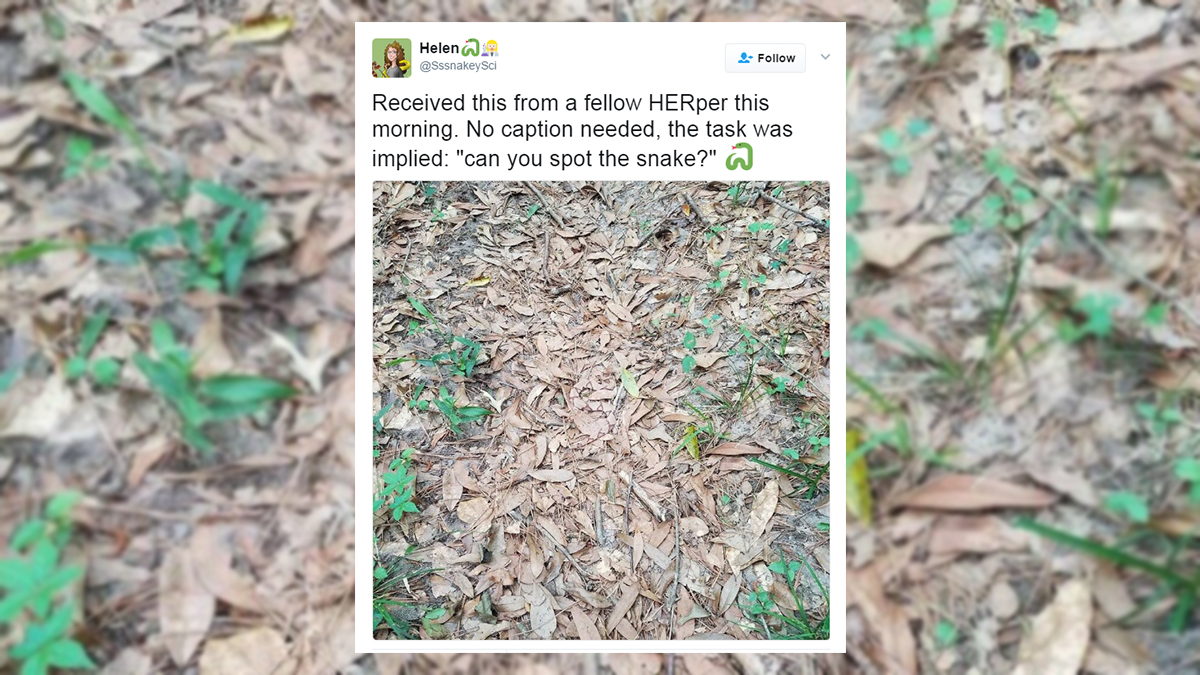 Can You Spot the Hidden Copperhead Snake in This Viral Photo? – NBC 6 ...