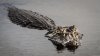 Woman bitten by gator while swimming in Florida river, wildlife officials say
