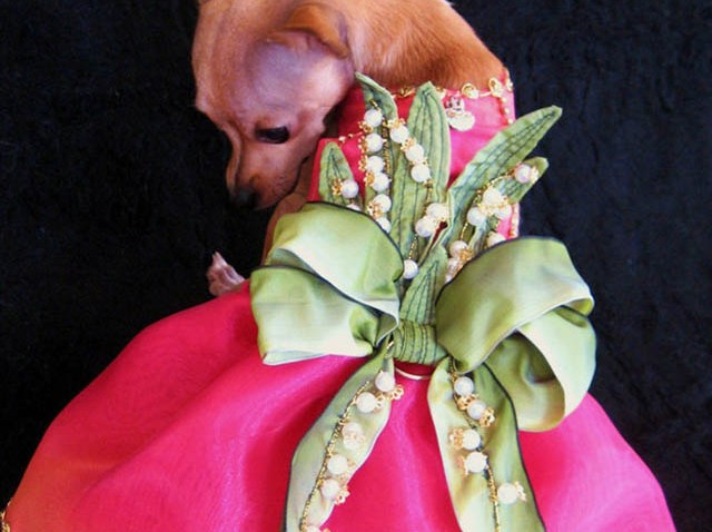KH Canine Couture