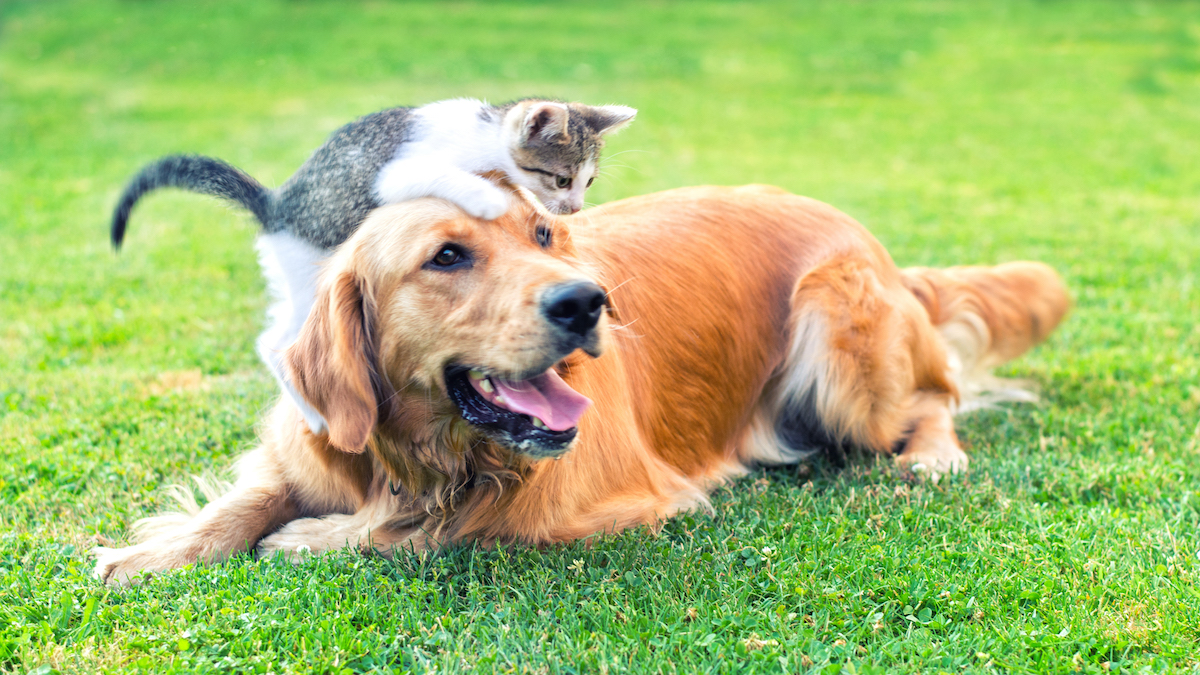 How to Register Your Organization for Clear the Shelters