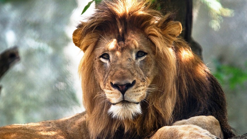 Lion Nyack2