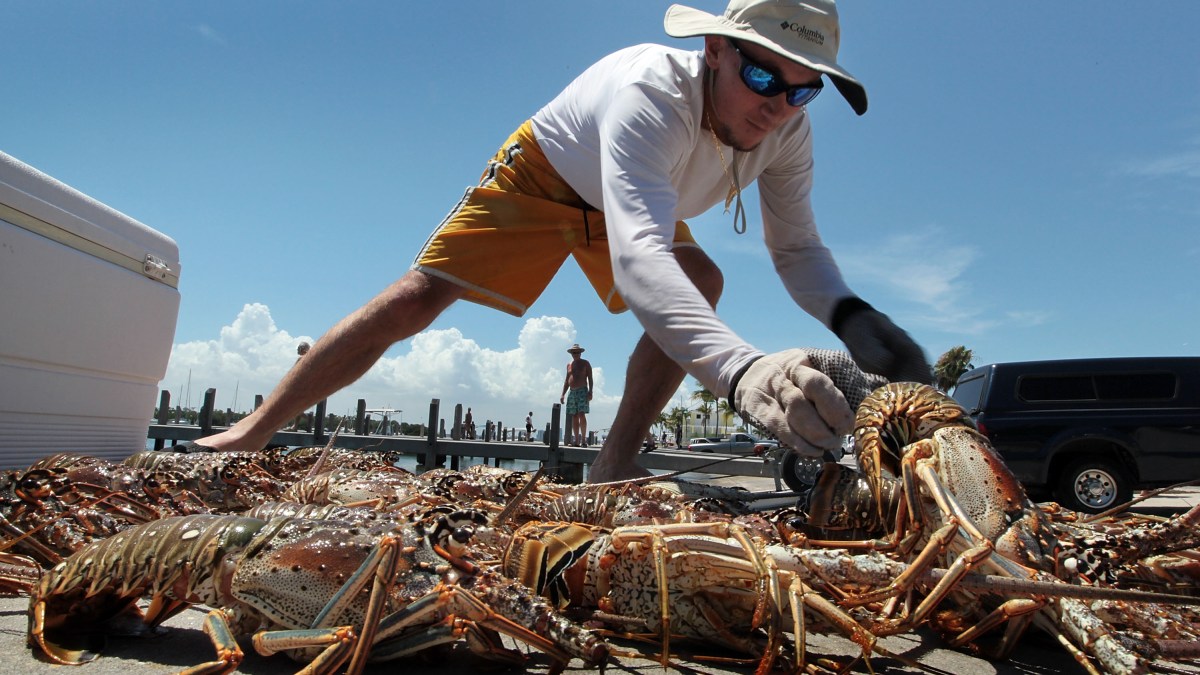 Lobster MiniSeason Still On in the Keys, Despite COVID Concerns NBC
