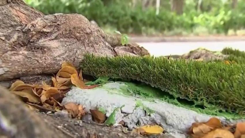 Many_Want_Fake_Grass_in_Brickell_Gone.jpg
