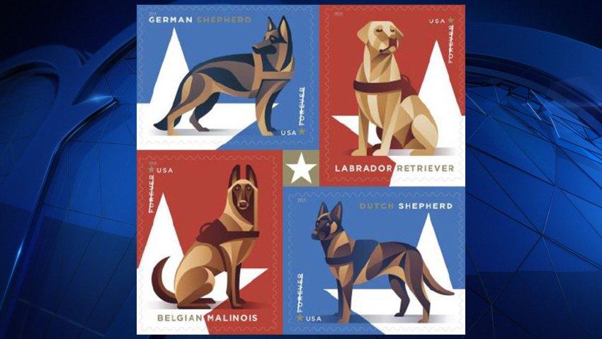 Military Working Dogs