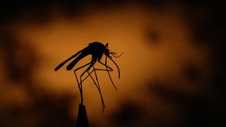 Held by a pair of tweezers, one of thousands of mosquitos trapped by Los Angeles County Vector Control officers at their lab in Lakewood where they are catagorized and shipped to a lab at UC Davis to be tested for West Nile Virus on 07/27/2004. (Photo by Bob Chamberlin/Los Angeles Times via Getty Images)