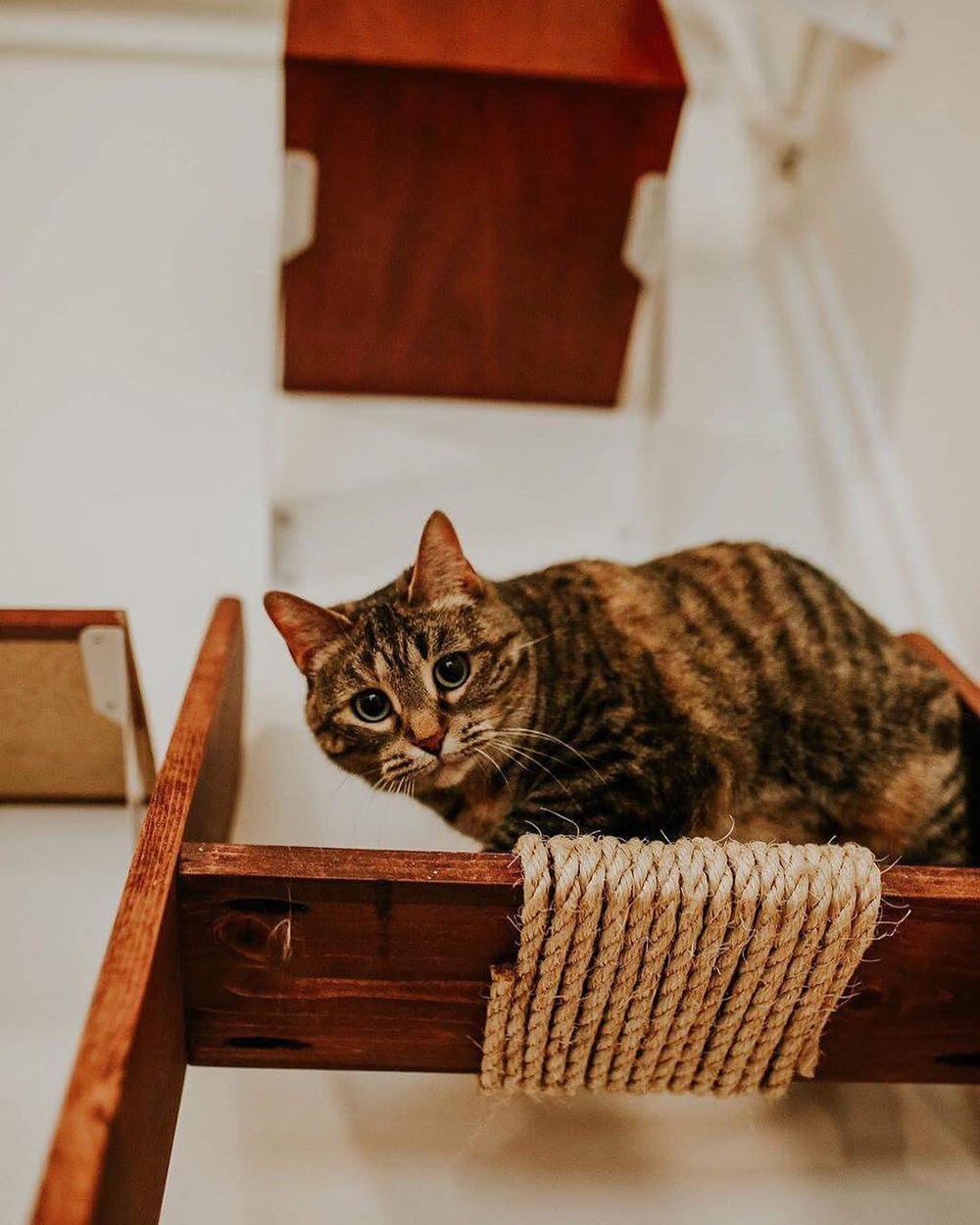 Cat  Caf s New Purrfect Paradises for At Risk Shelter Cats   Cat  Caf s New Purrfect Paradises for At Risk Shelter Cats