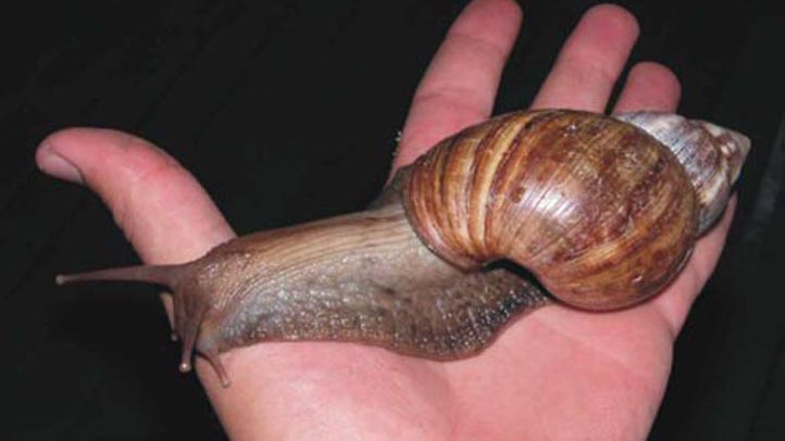 Thousands of Giant African Land Snails Have Been Captured in South