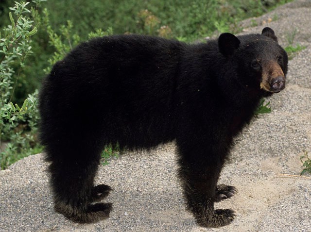 PHI black bear attacks man for sandwich
