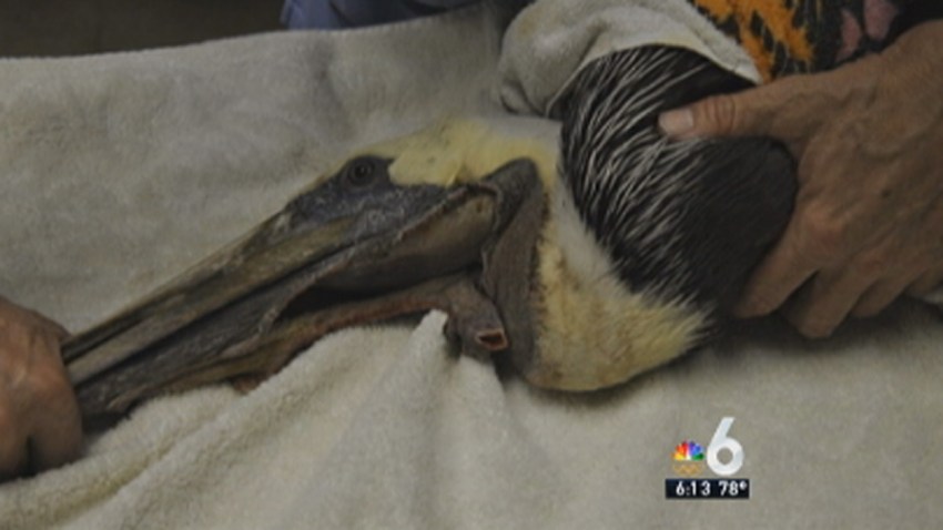 Pelican with pouch cut