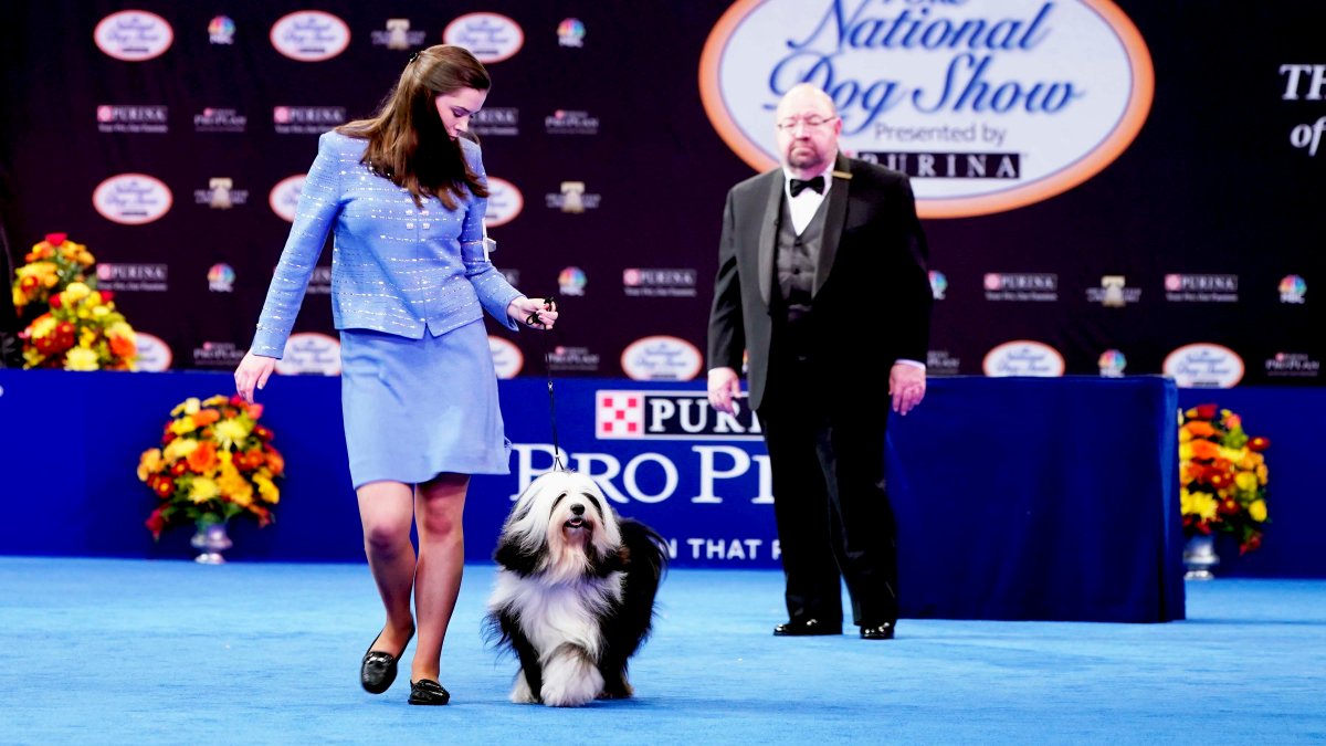 Who Will Win? Almost everything to Know About The 2022 ‘National Doggy Show’