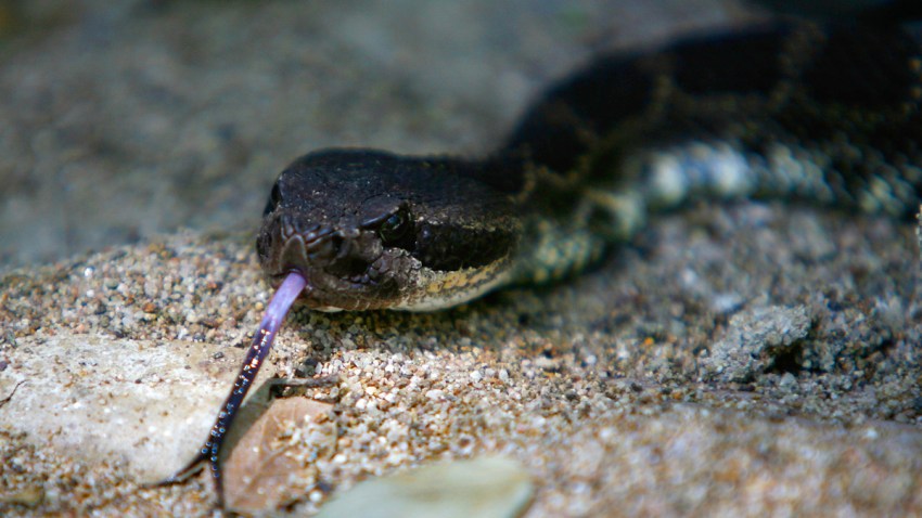 Pit Viper