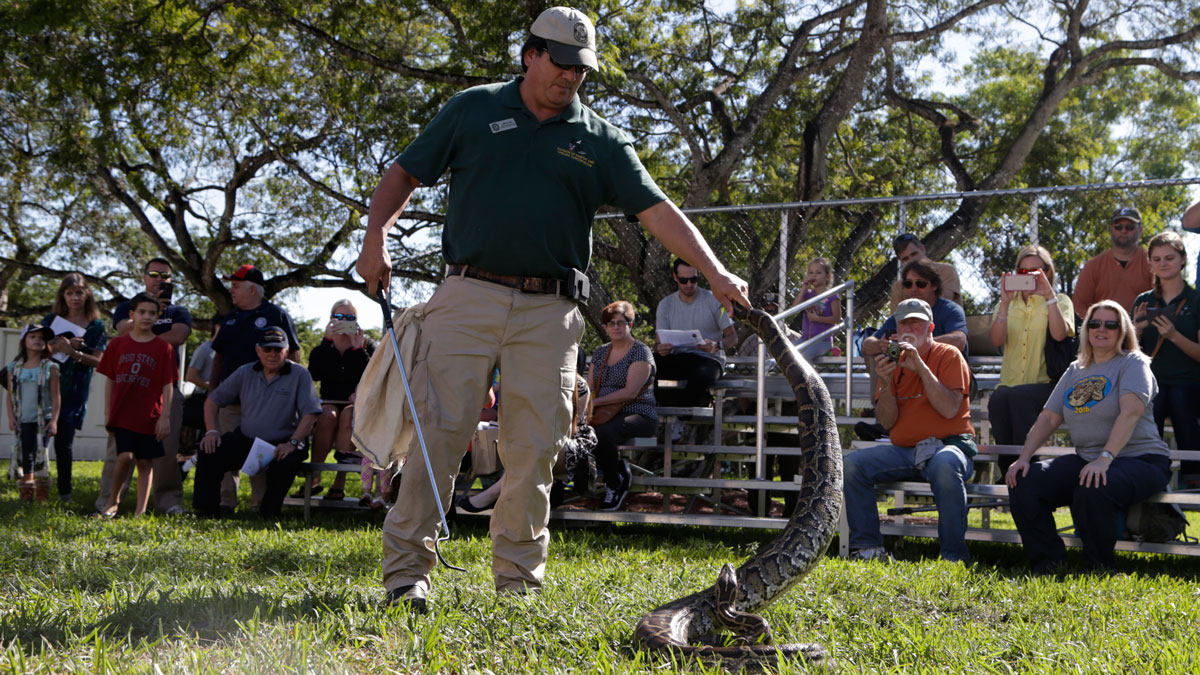 Florida python challenge underway in Everglades – NBC 6 South Florida