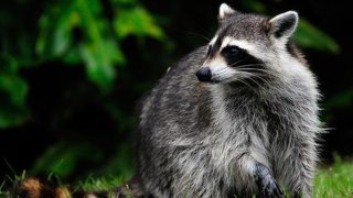 Raccoon-Generic