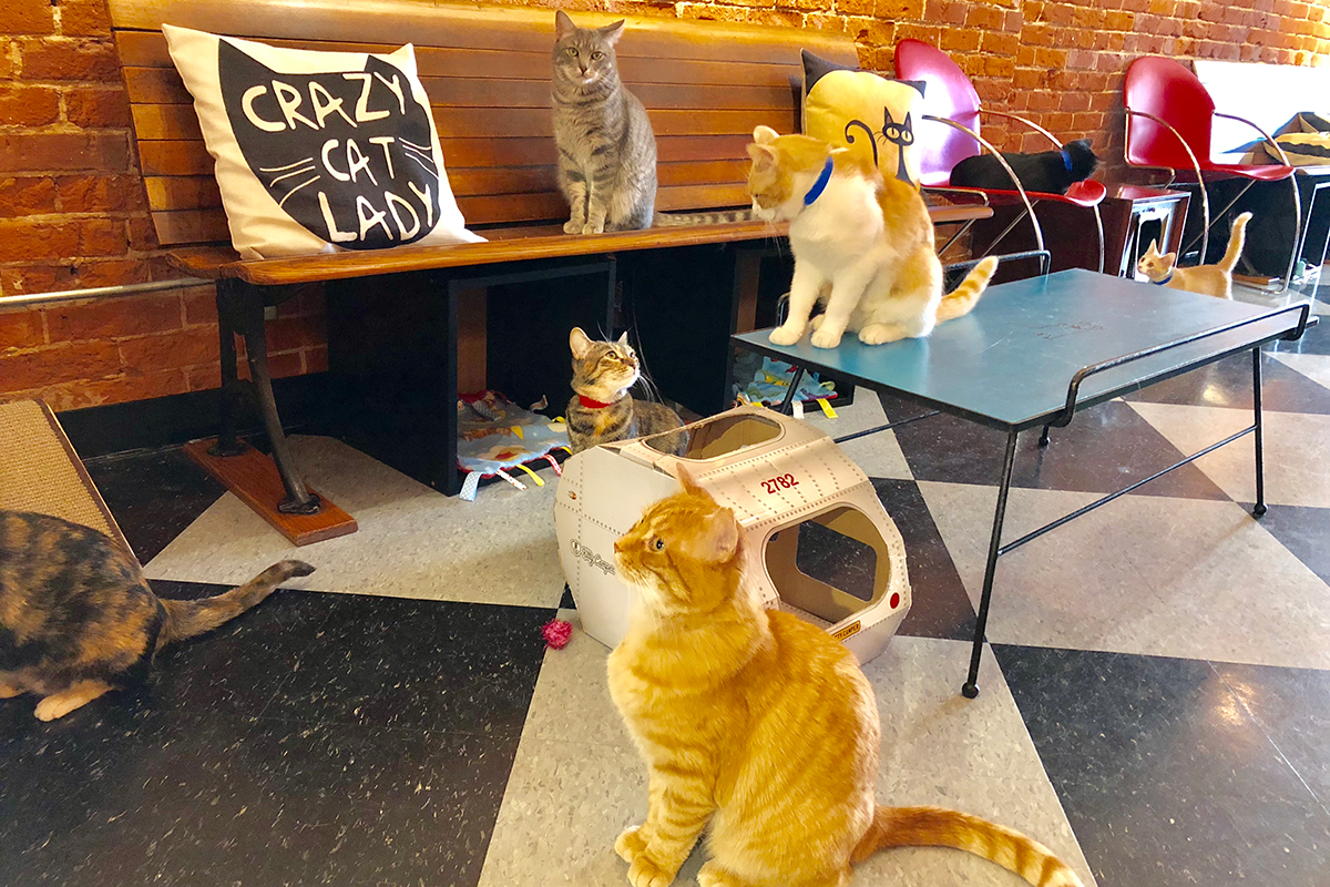  Cat  Caf s New Purrfect Paradises for At Risk Shelter Cats 