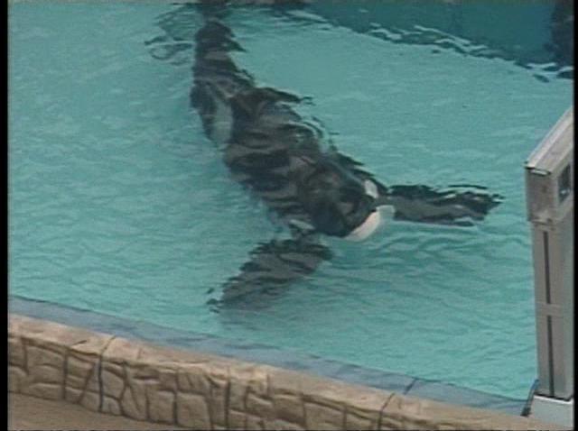 Seaworld Death