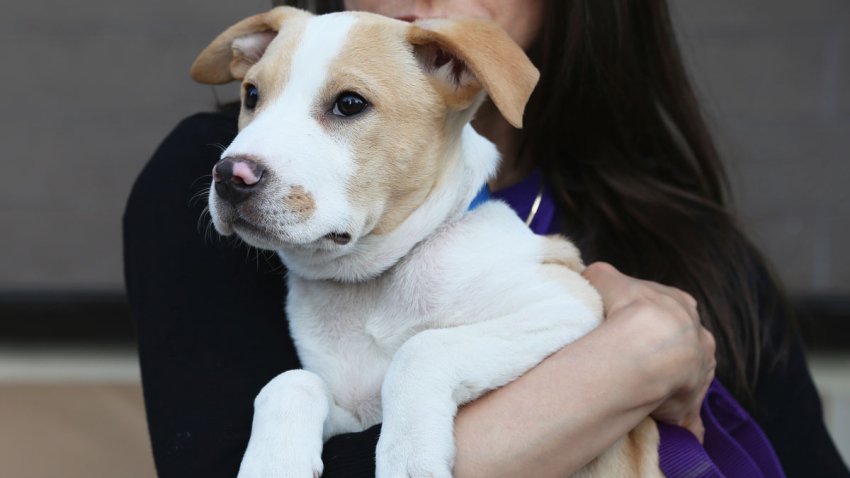 Pet Adoption Nbc 6 South Florida