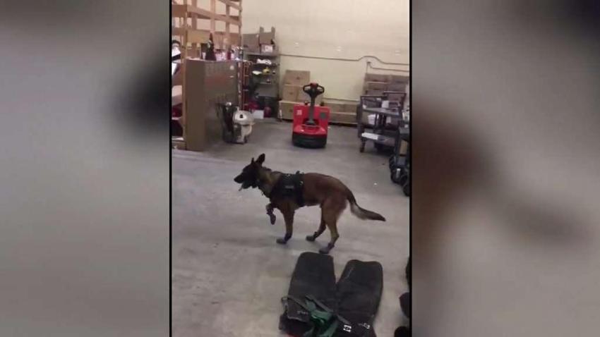 South_Dakota_Police_Dog_Gets_New_Snow_Boots.jpg