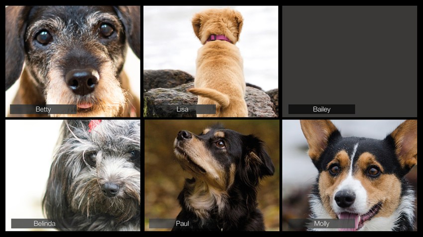 This stock image shows a screengrab of a virtual conference call in which all of the participants are dogs.