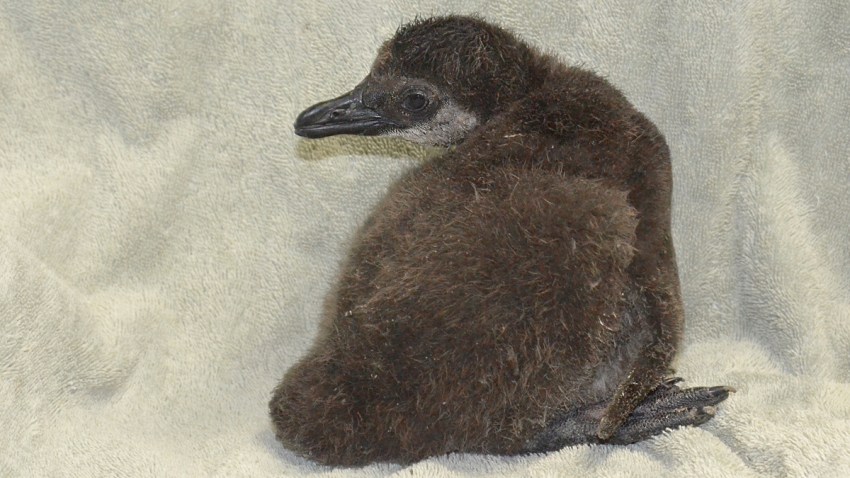 TLPZ African penguin chick 1