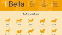 Top Dog Names in Miami 20161