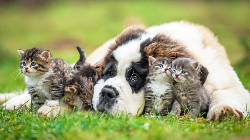 VIPdogsCats