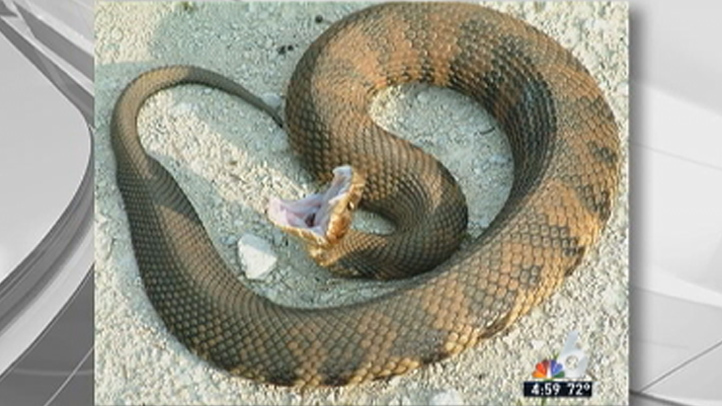 Water moccasin