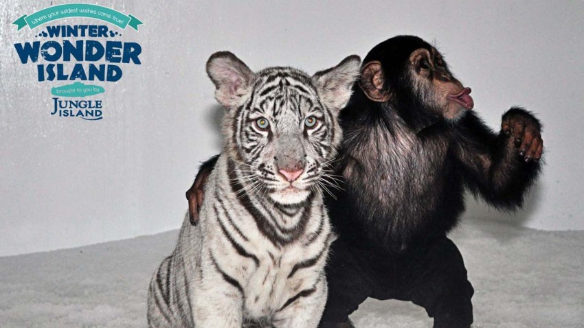 White Tiger and Chimp
