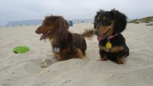 [UGCDGO] Coronado Dog Beach