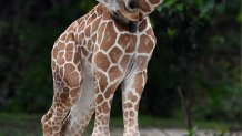 Zoo Miami Wesley Giraffe 2