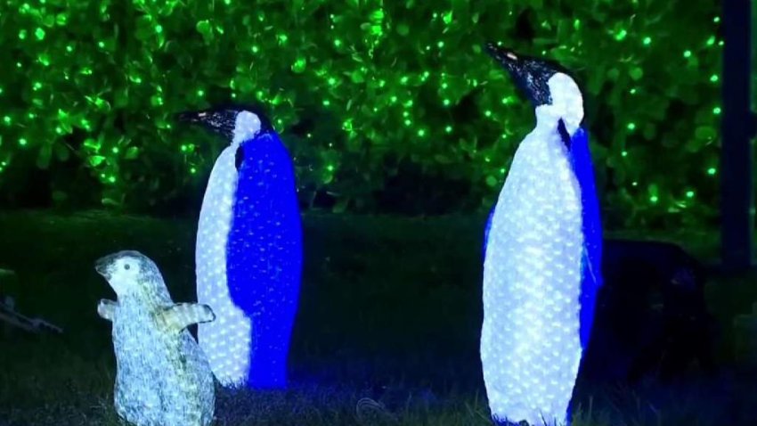 Zoo Miami Lights Up for the Holidays