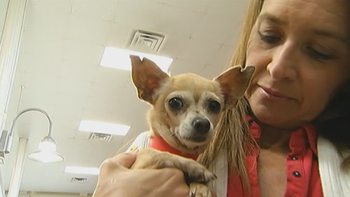 More Than 2 Dozen Abused Dogs Now Available for Adoption ...