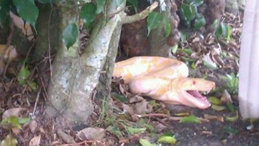 albino burmese python