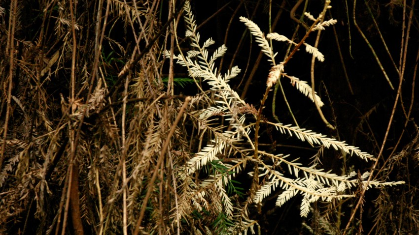 albino