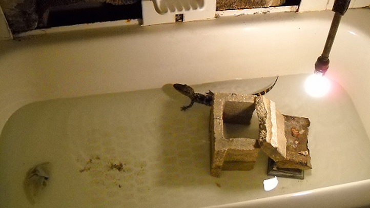 alligator in bathtub