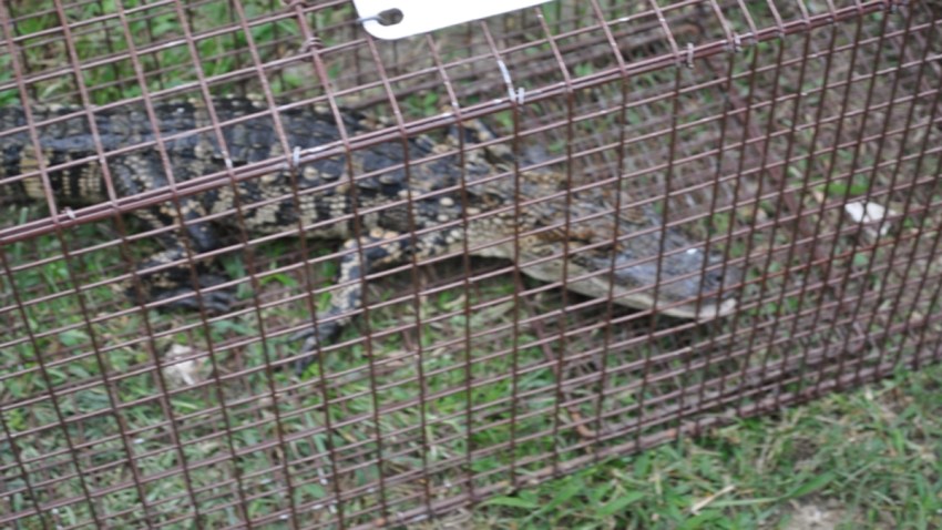 alligator11