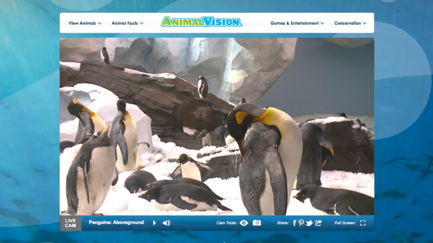 animal vision penguins