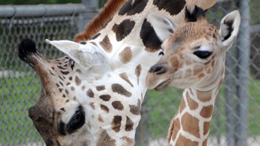 baby giraffe3