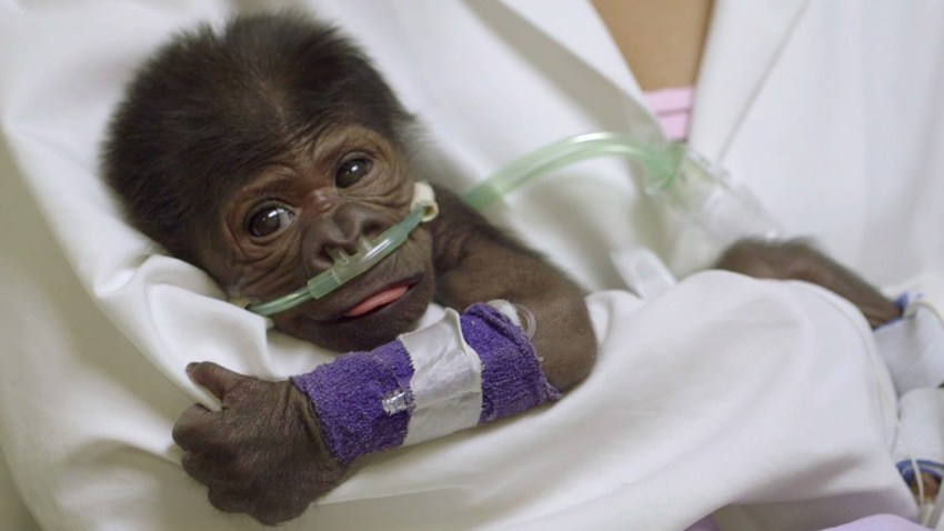 baby gorilla 21