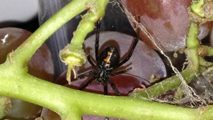 balckwidow
