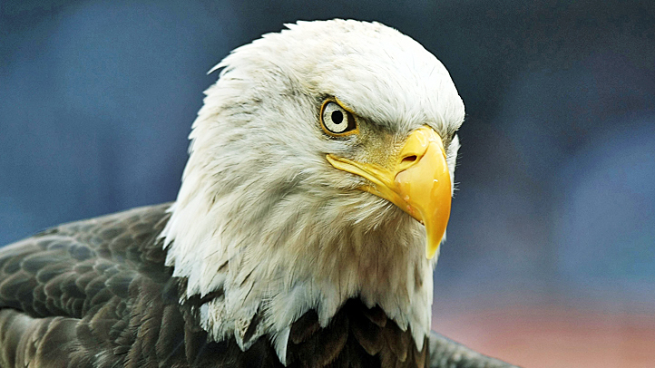 bald eagle recovery