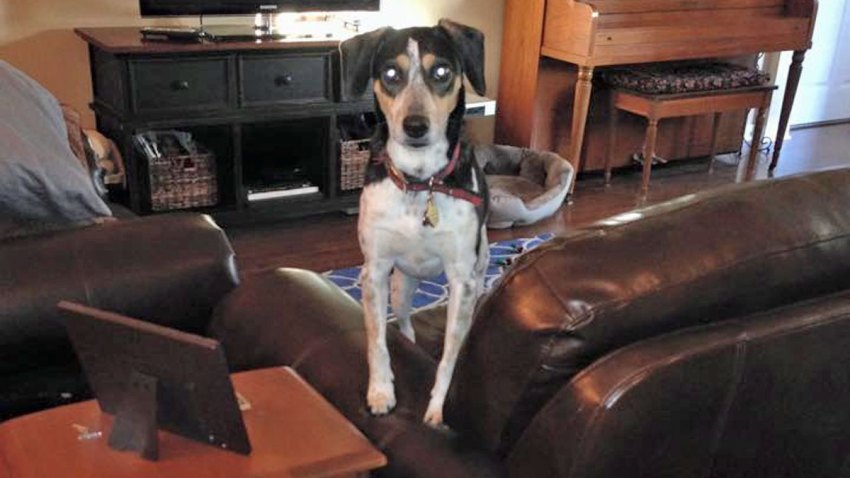 bear-missing-terrier-fla