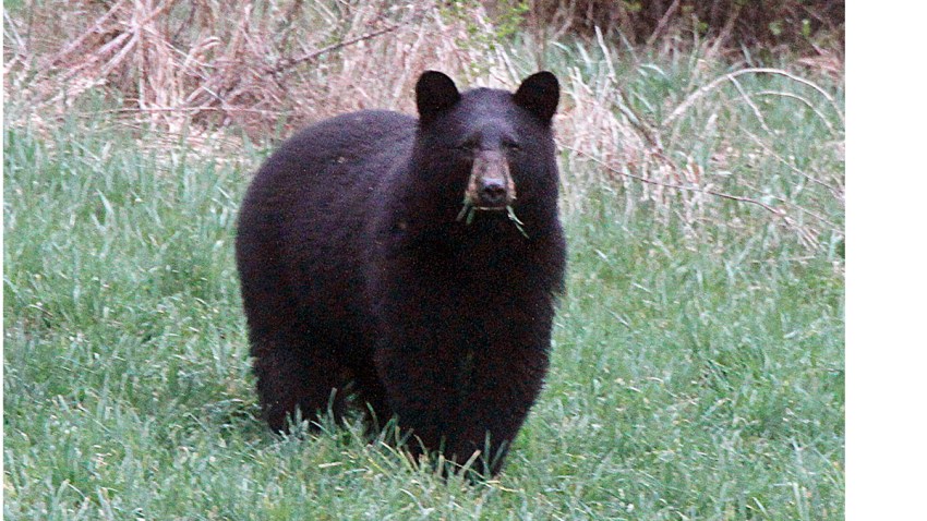 Bear Hunt Big Year