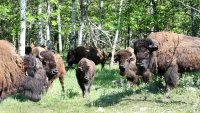 Yellowstone visitor harasses bison herd and kicks one before sustaining injuries from a bison