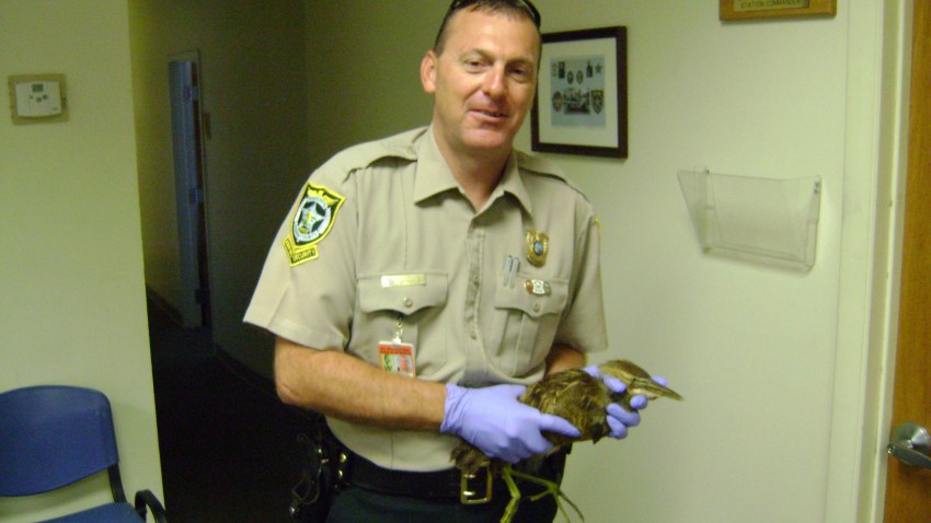 bittern rescued