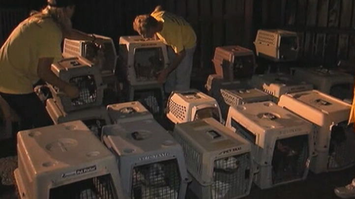 Boca Raton Humane Society Takes In 80 Animals From Oklahoma Nbc
