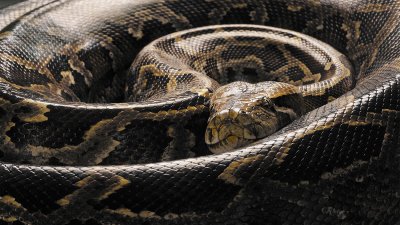 How Do You Catch A Burmese Python? A Hunter Shows Us How