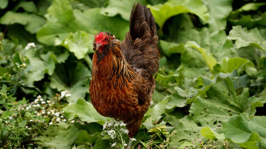 Backyard Flocks Illnesses