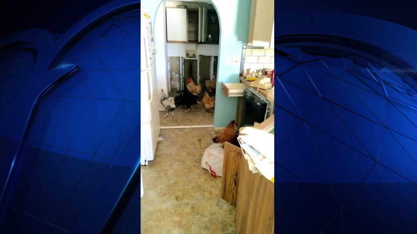 chickenhoarder