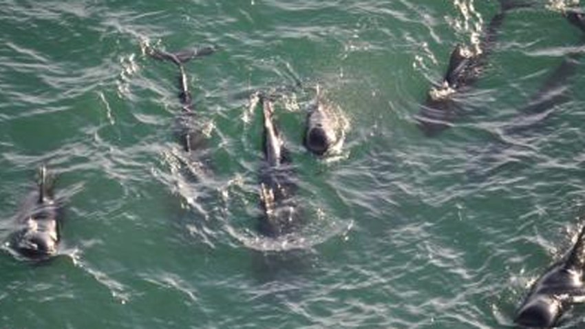 coast guard whales