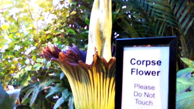 corpse-flower2011